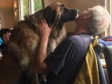 Leonberger Club Belgium