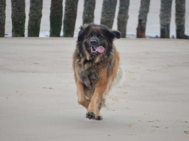 Leonberger Club Belgium