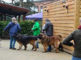 Leonberger Club Belgium
