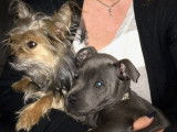 Les Petits Chiots de Bélix