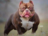 Perfecto Bully