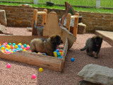 Les bébés dans le parc à chiot