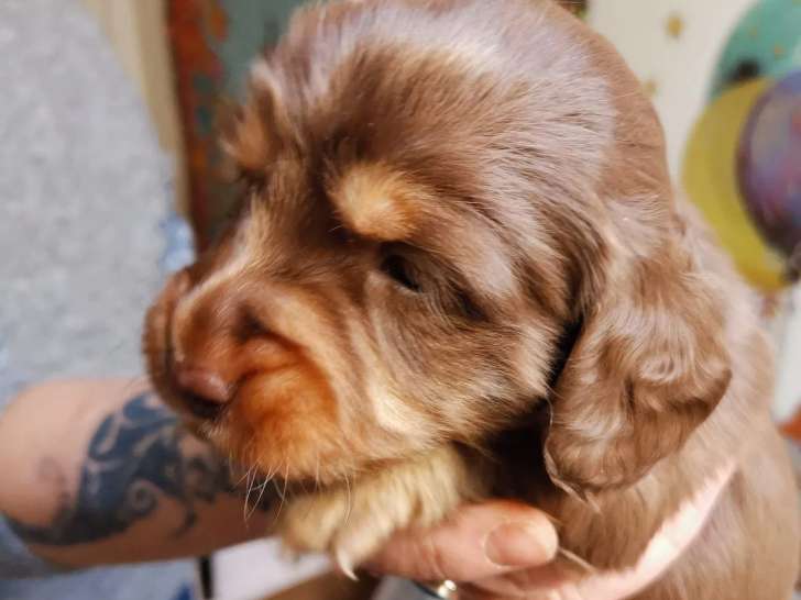 Les Teckels d'Aliénor