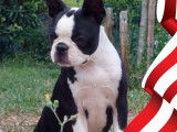 Tentation Sweeties doggies la maman