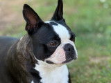 Tentation Sweeties doggies la maman