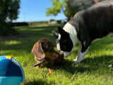Tentation Sweeties doggies et Lolita teckel naine