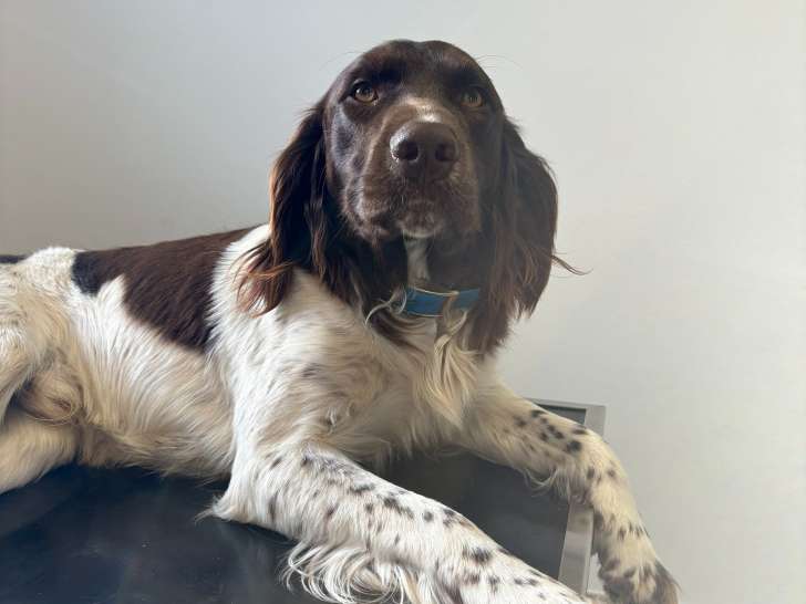 Cabinet vétérinaire de l'Étoile