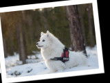 « Education canine – Océane Massol » Educateur et comportementaliste canin à Montpellier et ses alentours