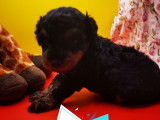 Velour male toy né le 22.05.24, adorable chiot, bien typé