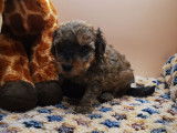 Vainqueur male toy né le 22.05.24, couleur rare, ptit cheri