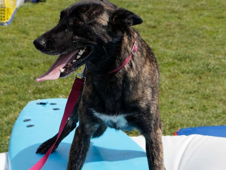 Services Canins Gipteau