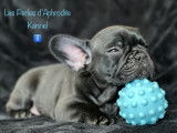 Les Perles d'Aphrodite Kennel