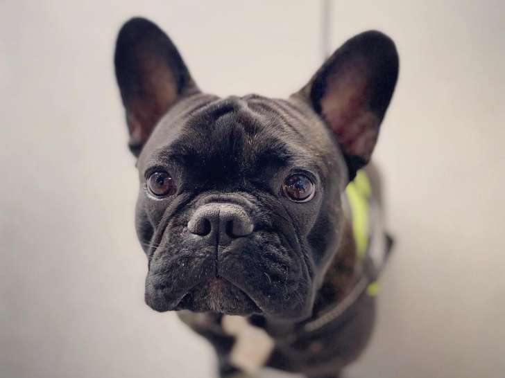 Clinique vétérinaire Vethorizon