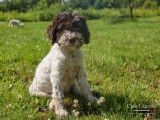 Casa Lagotto