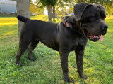 Drapeau Cane Corso
