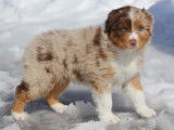TazDar Aussie