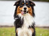 TazDar Aussie