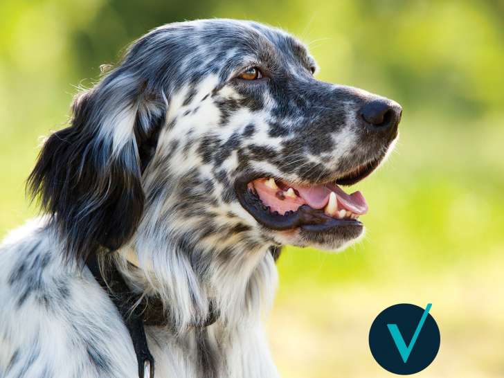 Clinique vétérinaire Mon Véto Condé Vassy