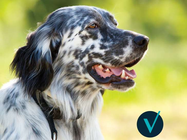 Clinique vétérinaire Mon Véto Condé Vassy