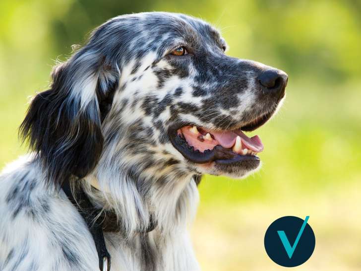 Clinique vétérinaire Mon Véto Condé Vassy