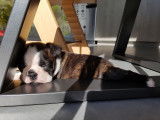 Le chiot a 6 semaines.