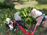 Cookie et Rubis