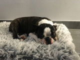 Sybelle