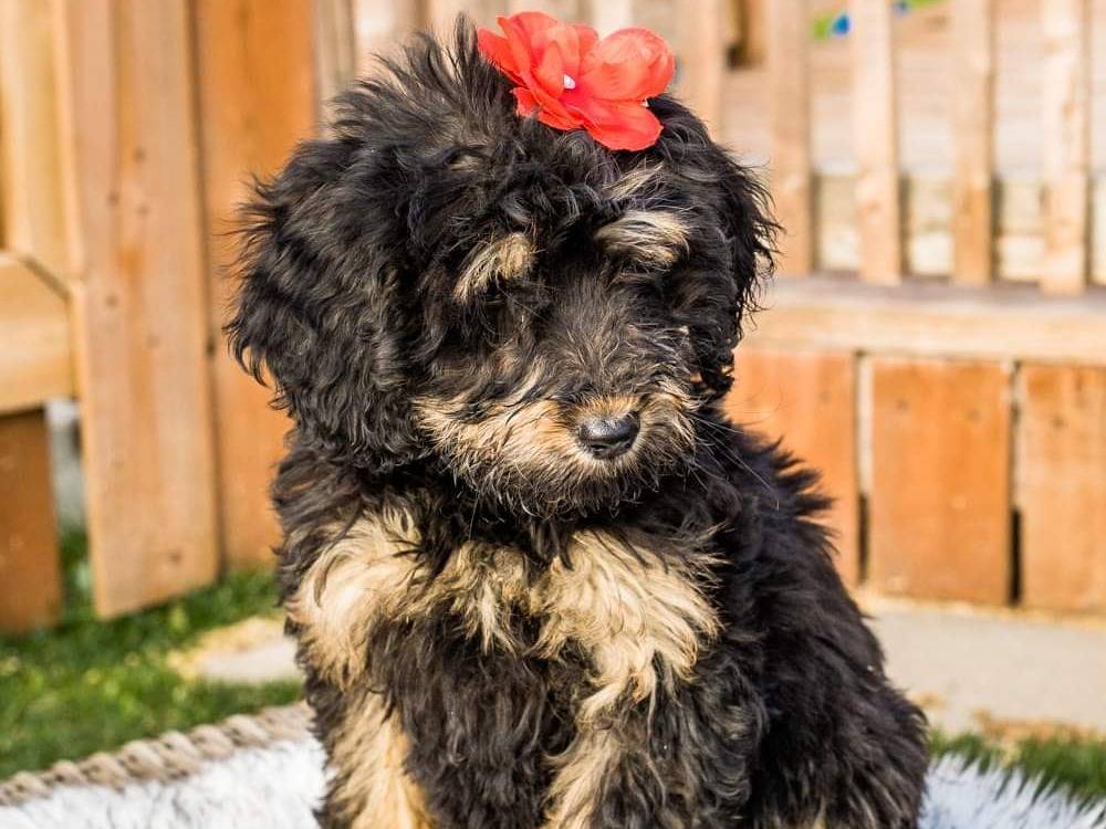 Kevann Élevage de Goldendoodle à SaintValère