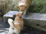 Fidèles Corgis du Pont-Au-Ry