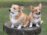 Fidèles Corgis du Pont-Au-Ry