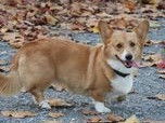 Fidèles Corgis du Pont-Au-Ry