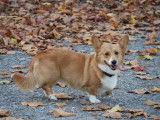 Fidèles Corgis du Pont-Au-Ry