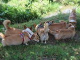 Fidèles Corgis du Pont-Au-Ry
