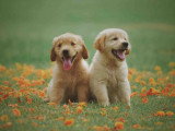 RespectDogs