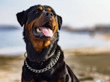 RespectDogs