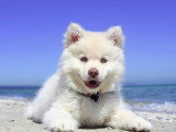 RespectDogs