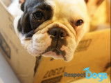 RespectDogs