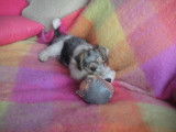 De Pey De Gallin