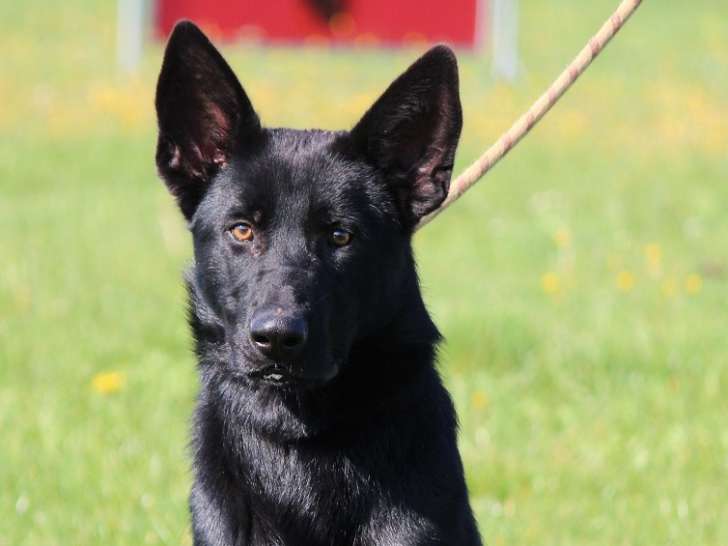 Les Crocs de Heurtevent