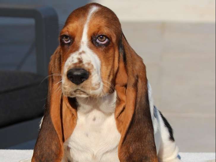 Les Crocs de Heurtevent