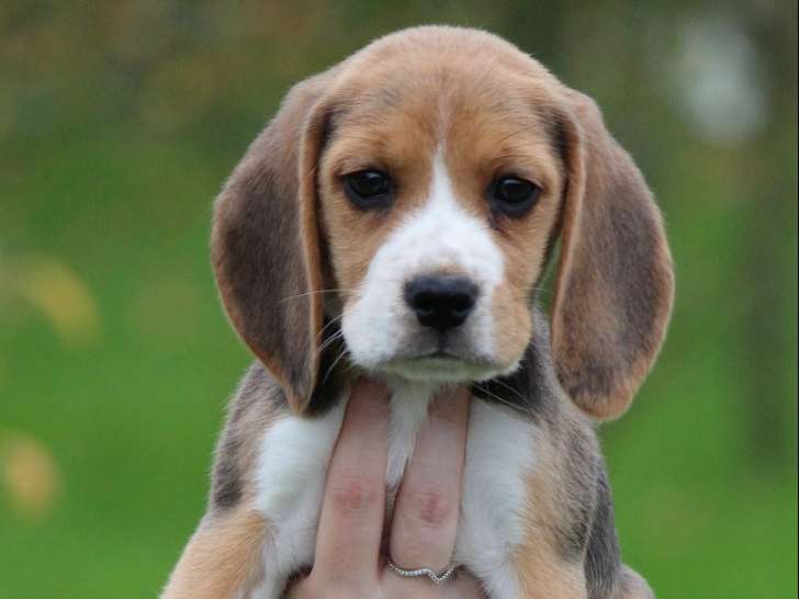 Les Crocs de Heurtevent