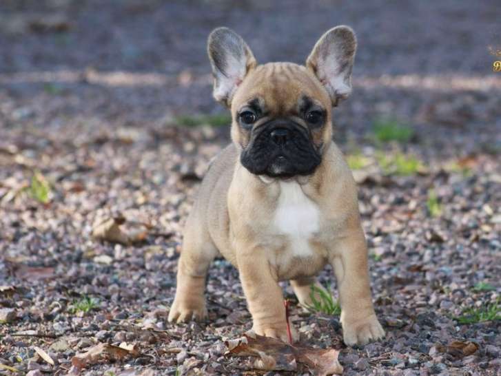 Accueil - Elevage Des éclats De Cassiopée - eleveur de chiens