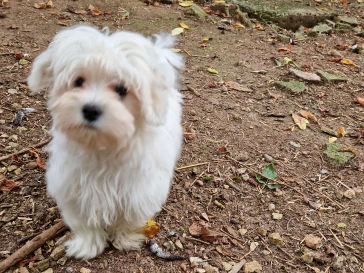 Veaux Allaitement Elevage Canin (VAEC)