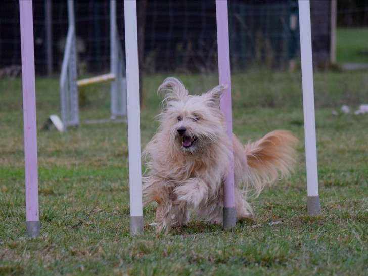 Les Visites de Poppy