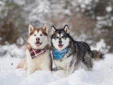 Alaskan Malamute Club Of Canada