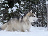 Alaskan Malamute Club Of Canada