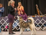Alaskan Malamute Club Of Canada