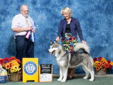 Alaskan Malamute Club Of Canada
