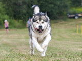 Alaskan Malamute Club Of Canada