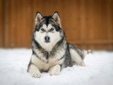 Alaskan Malamute Club Of Canada